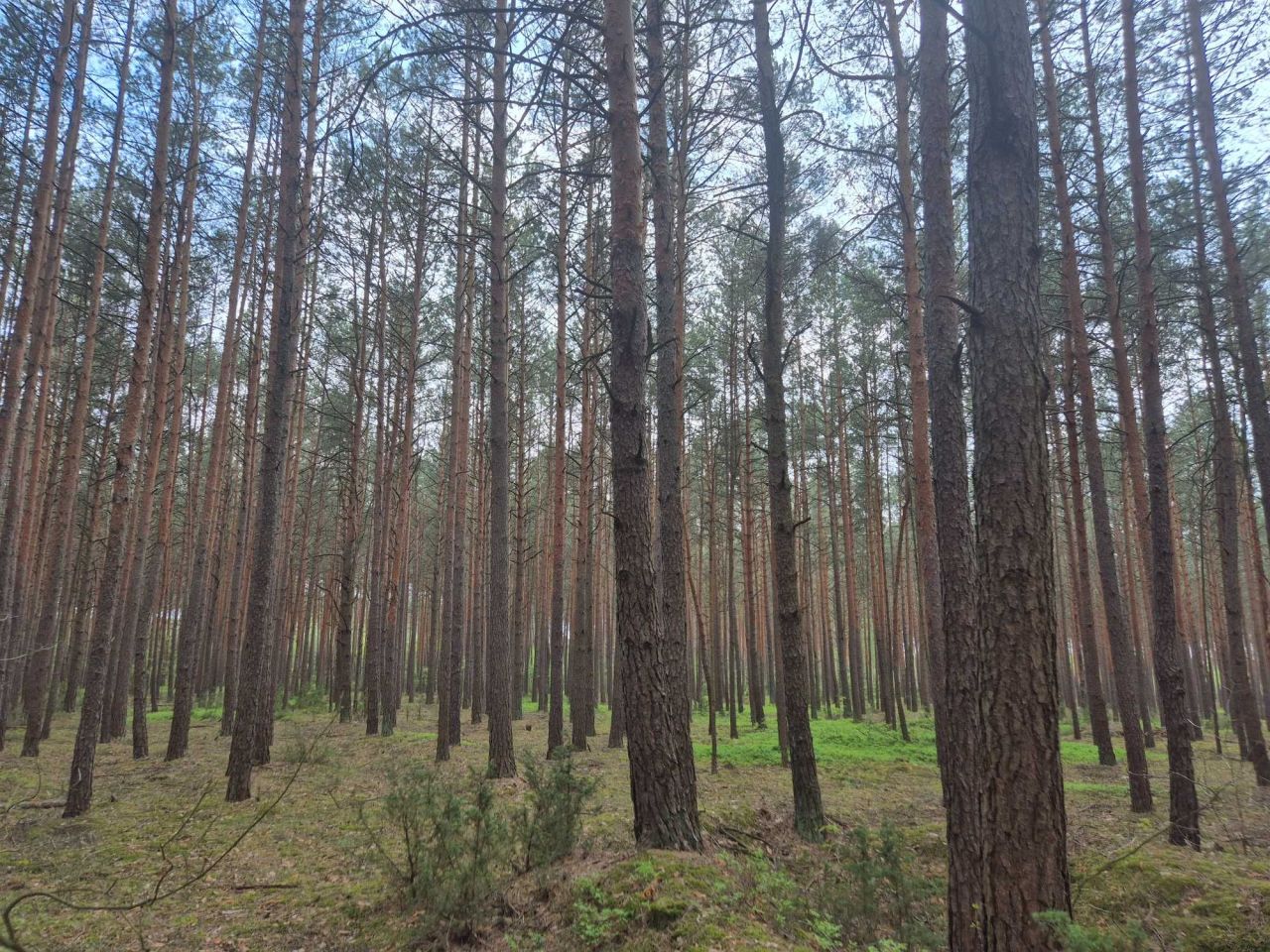 Działka leśna Cieciórki Szlacheckie. Zdjęcie 1