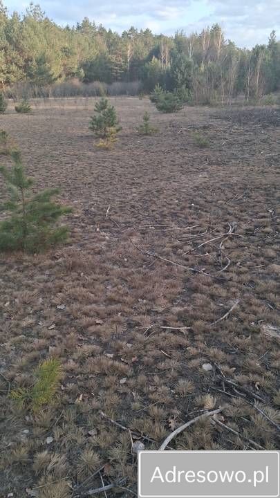 Działka rekreacyjna Karolówka. Zdjęcie 7