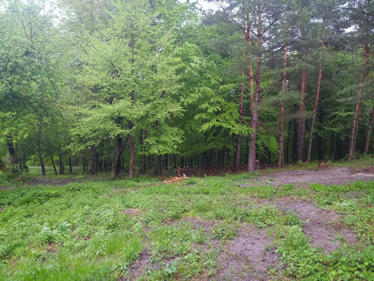 Działka Trzepieciny. Zdjęcie 6