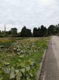 Działka budowlana Bierutów, ul. Jana Kilińskiego. Zdjęcie 2