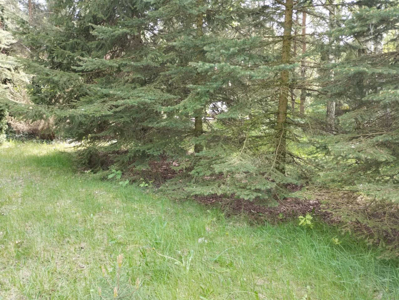 Działka budowlana Anielin Swędowski, ul. Świerkowa. Zdjęcie 7