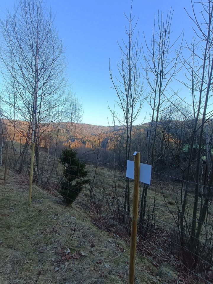 Działka leśna Rzyki Czarny Groń, os. Potrójna. Zdjęcie 7