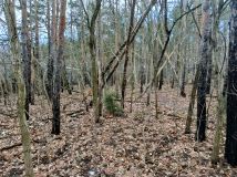 Działka leśna Legionowo, ul. Aleja Legionów. Zdjęcie 2