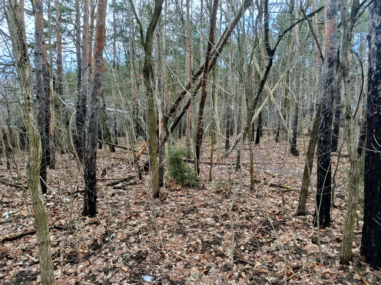 Działka leśna Legionowo, ul. Aleja Legionów. Zdjęcie 3