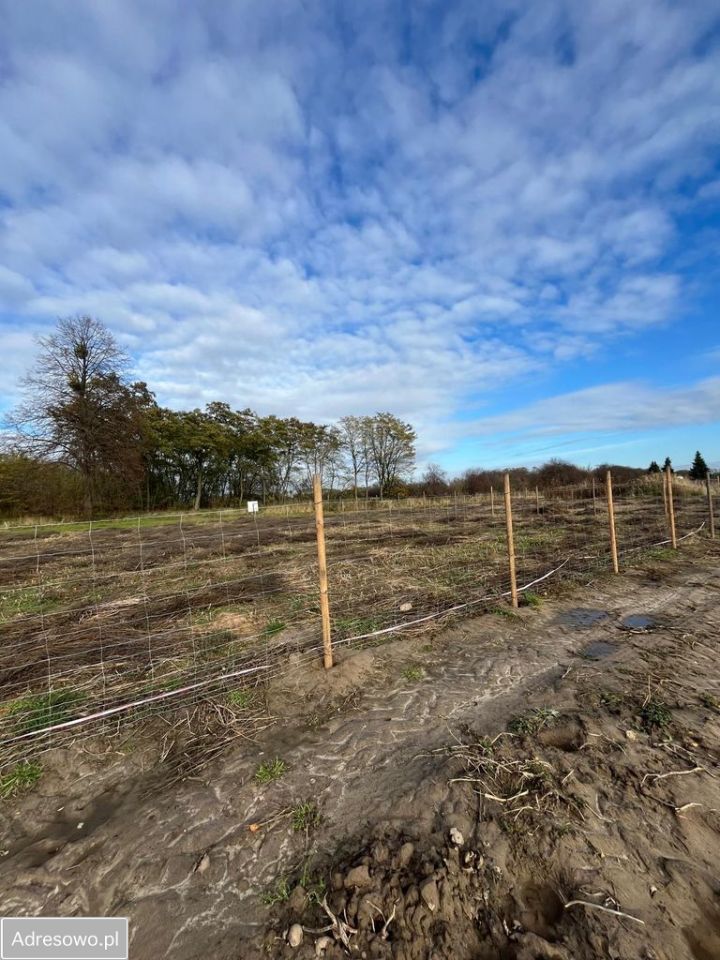 Działka rolno-budowlana Podkampinos. Zdjęcie 12