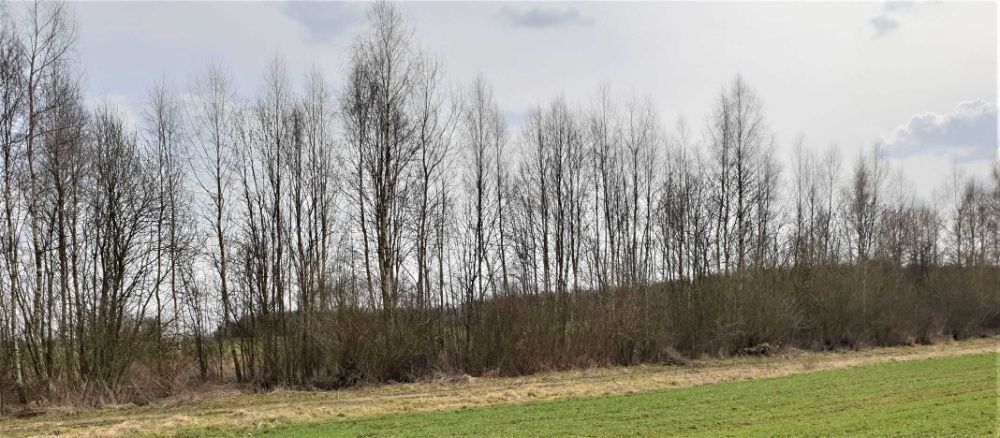 Działka rekreacyjna Zgórze. Zdjęcie 4