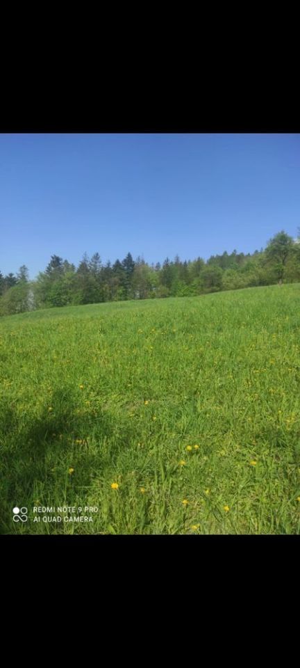 Działka siedliskowa Cisownica