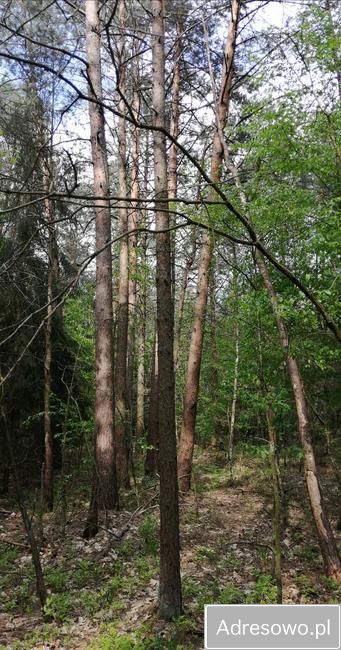 Działka leśna Janówka. Zdjęcie 5