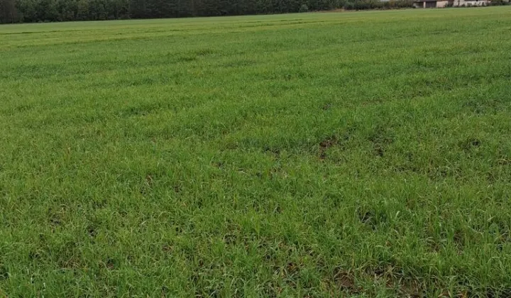 Działka budowlana Muszaki