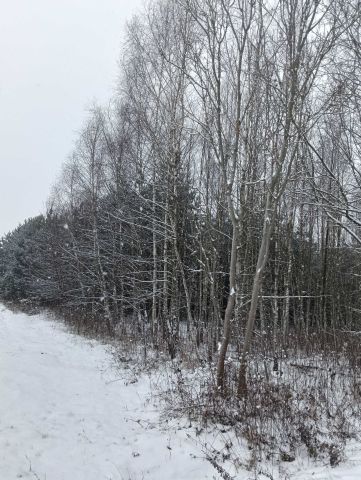 Działka leśna Kępie. Zdjęcie 1