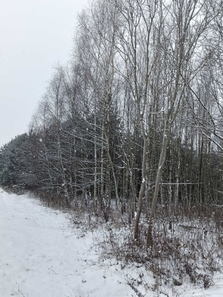 Działka leśna Kępie