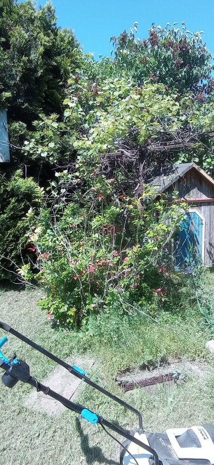 Działka rod Łódź Widzew, ul. Lodowa. Zdjęcie 17