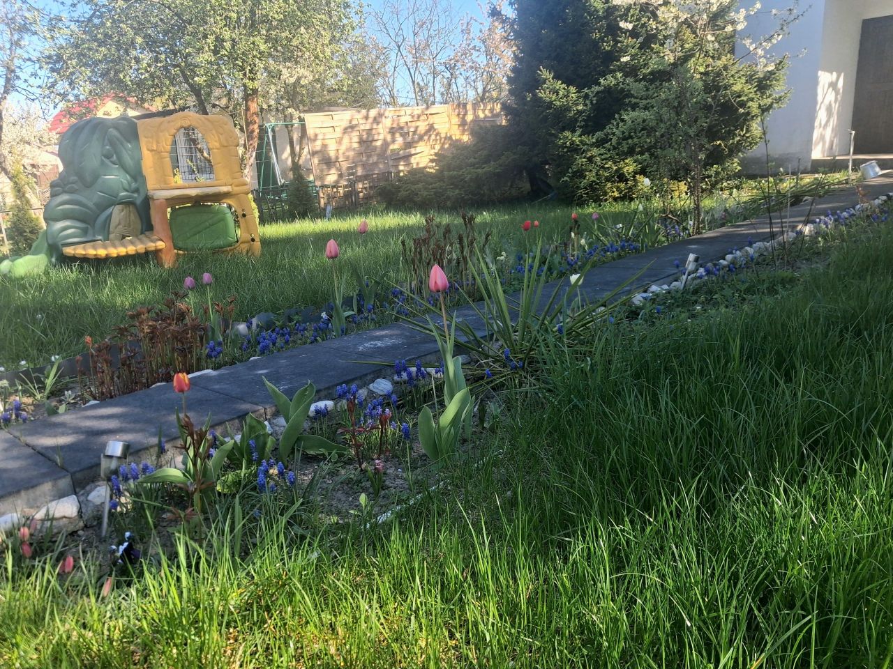 Działka rekreacyjna Lubin, Rod lubczyk. Zdjęcie 4