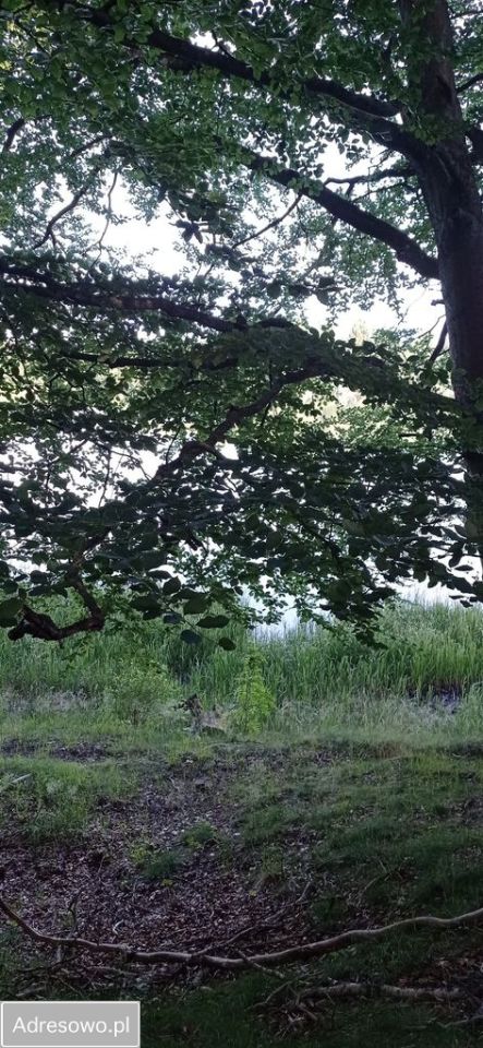 Działka budowlana Cetuń. Zdjęcie 15