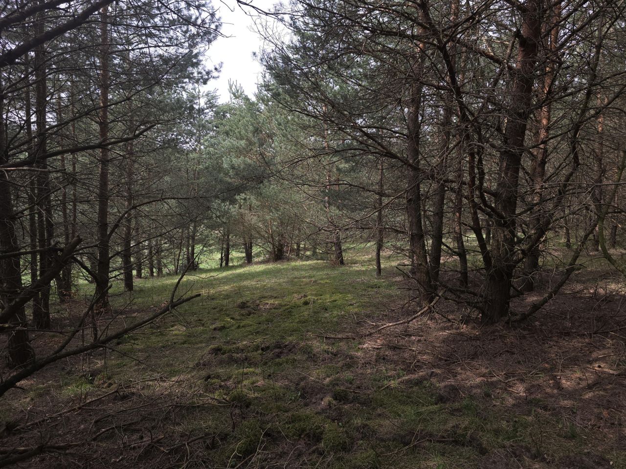 Działka leśna Ruś. Zdjęcie 11