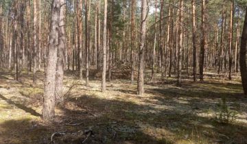 Działka leśna Chorzele
