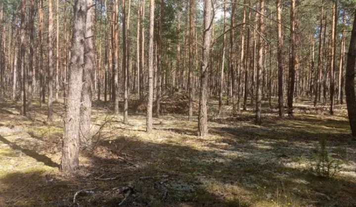 Działka leśna Chorzele