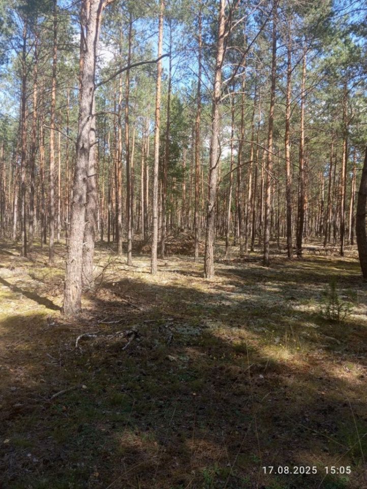 Działka leśna Chorzele