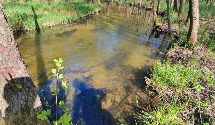 Działka rolno-budowlana Golce