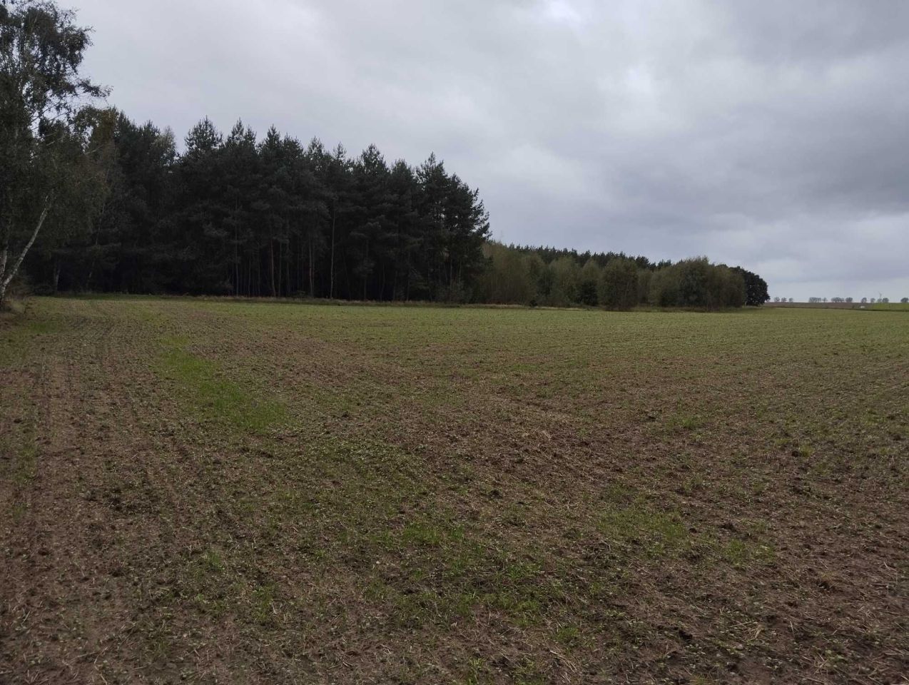 Działka rolna Komorzewo. Zdjęcie 3