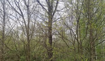 Działka leśna Wólka Brzózka