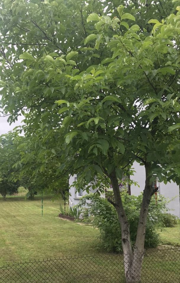 Działka rod Zawiercie, ul. Jałowcowa. Zdjęcie 2