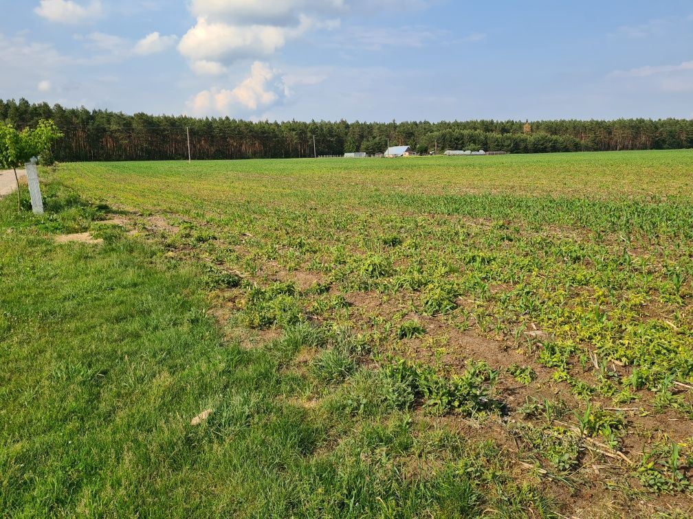 Działka budowlana Osiek Wielki. Zdjęcie 3
