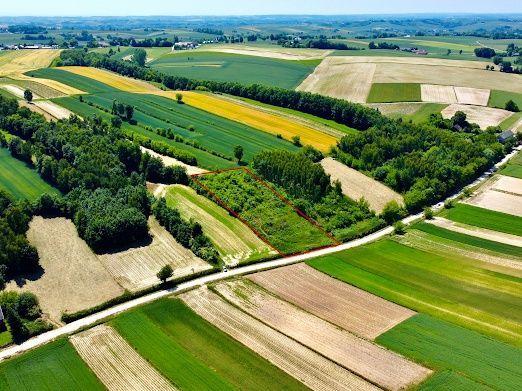 Działka rolno-budowlana Pałecznica. Zdjęcie 8