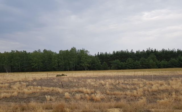 Działka budowlana Kuźnica Skakawska, ul. Kasztanowa. Zdjęcie 1