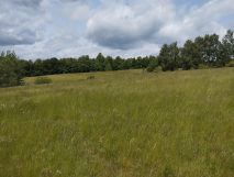 Działka siedliskowa Rybnica. Zdjęcie 4