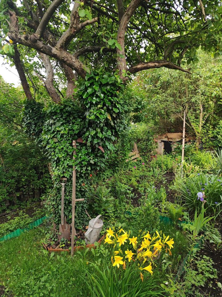 Działka rod Wałbrzych, ul. marsz. Józefa Piłsudskiego. Zdjęcie 2