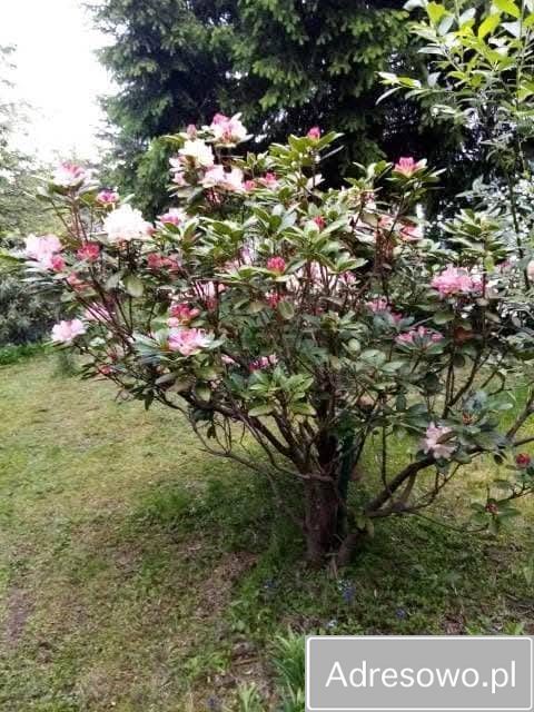 Działka rod Łódź, ul. Olkuska. Zdjęcie 4