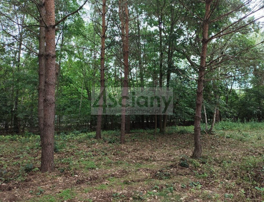 Działka budowlana Komorów. Zdjęcie 1