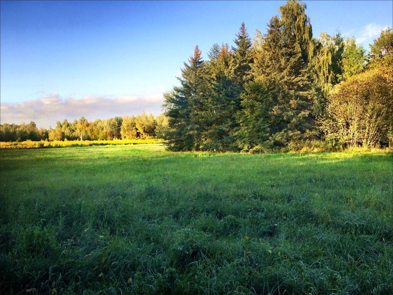 Działka siedliskowa Skuły