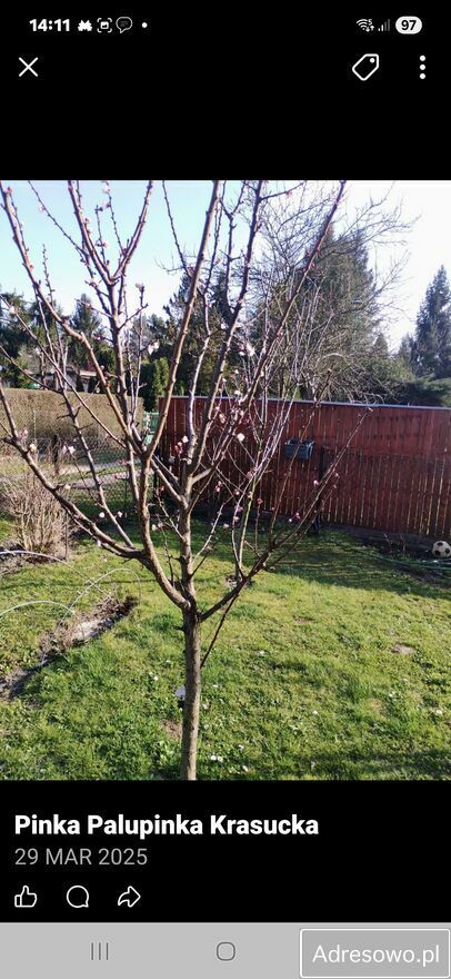 Działka rod Warszawa Wawer. Zdjęcie 2