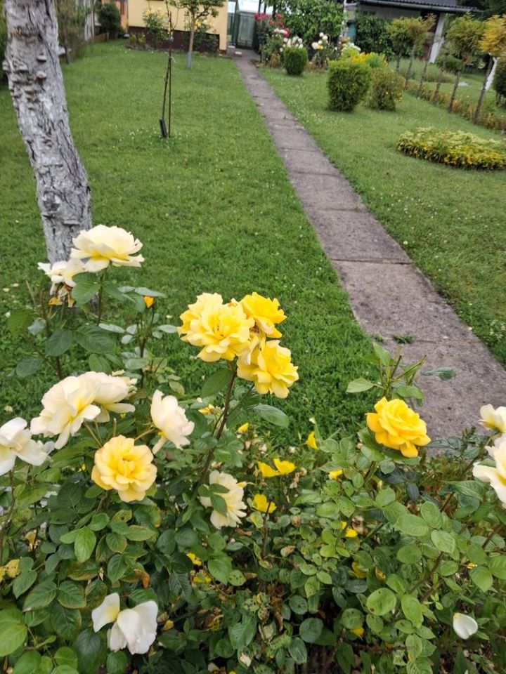 Działka rod Piła, ul. Koszalińska. Zdjęcie 3
