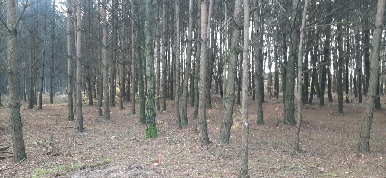 Działka rekreacyjna Skęczniew. Zdjęcie 3