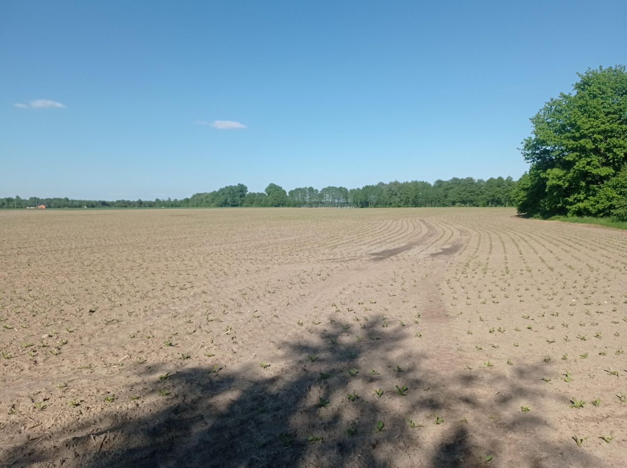 Działka siedliskowa Kosewo, ul. Lipnicka. Zdjęcie 5