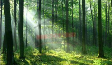 Działka budowlana Rzędów