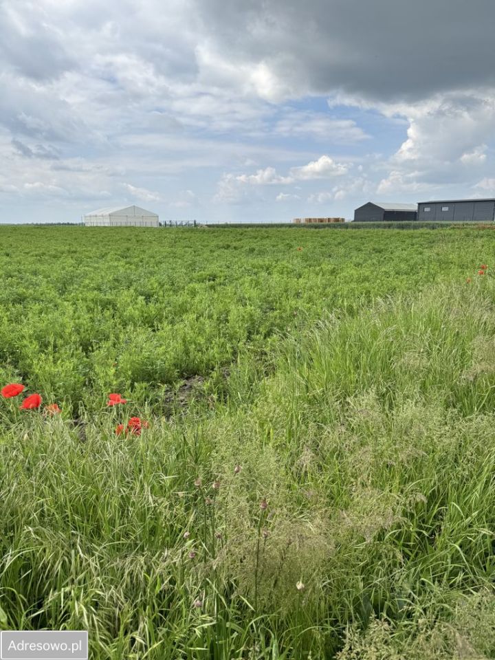 Działka inwestycyjna Brzostek. Zdjęcie 11