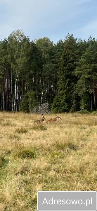 Działka budowlana Kalety Drutarnia, ul. Wesoła. Zdjęcie 2