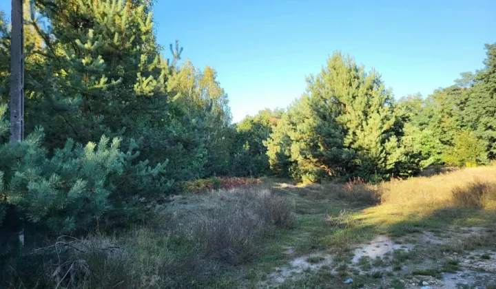 Działka rolno-budowlana Borszyce
