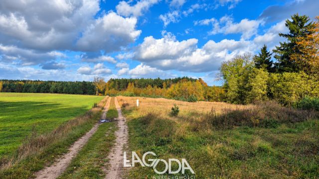 Działka Trzcinna. Zdjęcie 5