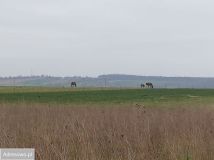 Działka budowlana Iwanowice Włościańskie, ul. Lawendowa. Zdjęcie 1