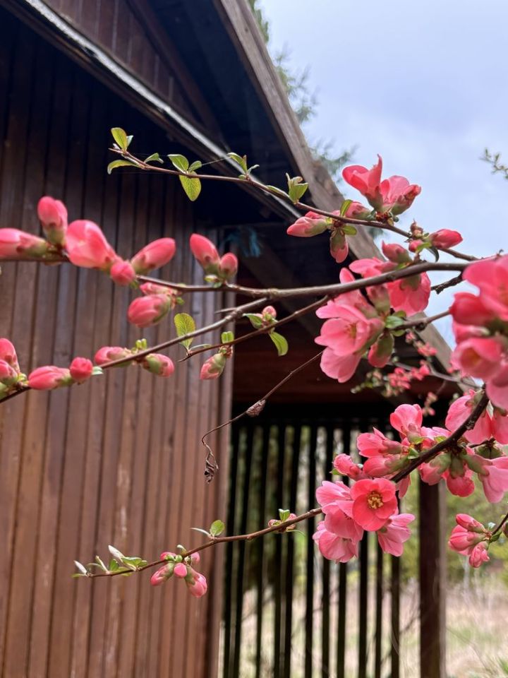 Działka rod Brzeg Dolny. Zdjęcie 2