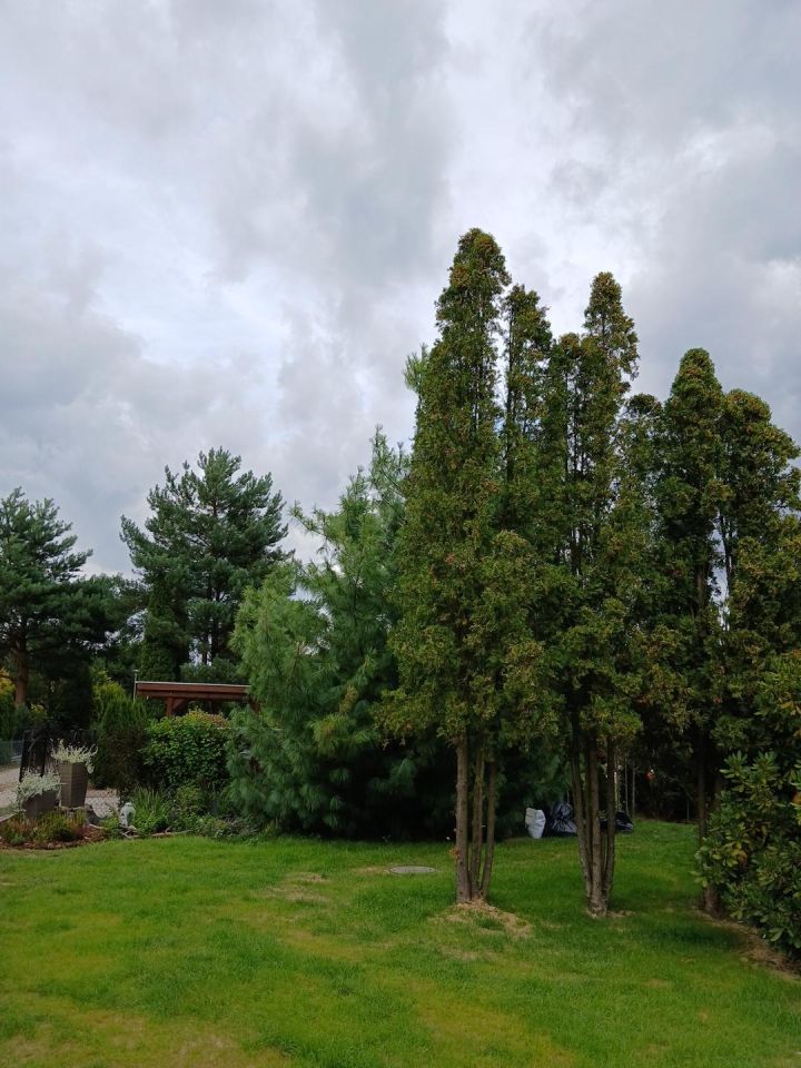 Działka rod Stefanowo, ul. Ułanów. Zdjęcie 13