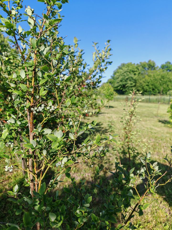 dom wolnostojący, 4 pokoje Mniszek. Zdjęcie 23