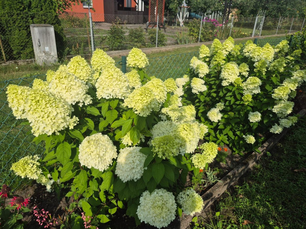 Działka rod Piła Zamość, ul. Wawelska. Zdjęcie 13