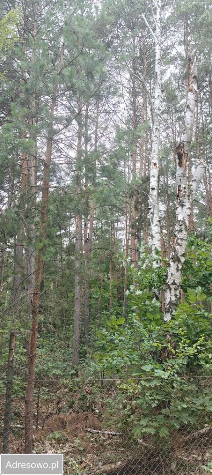 Działka rekreacyjna Siestrzeń, ul. Klonowa. Zdjęcie 6