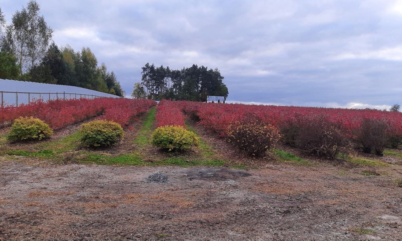 Działka rolna Wola Pniewska. Zdjęcie 2